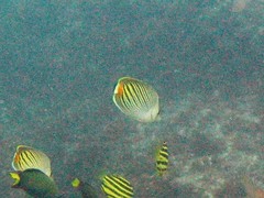 Chaetodon pelewensis