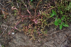 Aphanisma blitoides