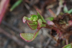 Aphanisma blitoides