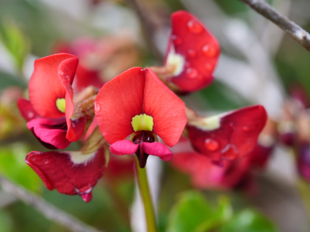 Kennedia glabrata