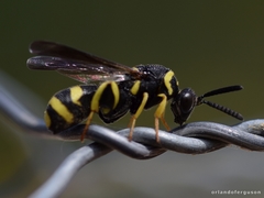 Leucospis