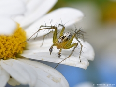 Oxyopes lineatus