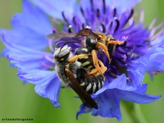Rhodanthidium septemdentatum