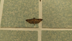 Nacoleia charesalis