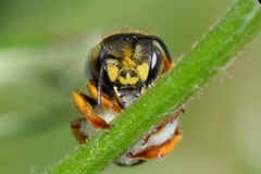 Anthidium