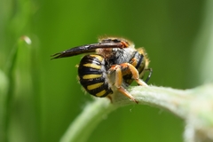 Anthidium