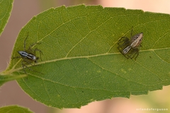 Oxyopes lineatus