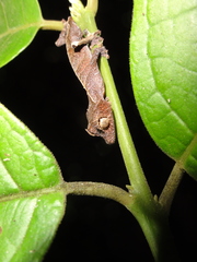 Leaf-Tailed Gecko photo 5