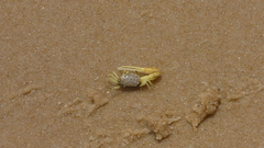 Leptuca leptodactyla