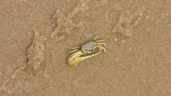 Leptuca leptodactyla