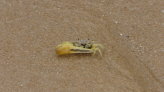 Leptuca leptodactyla