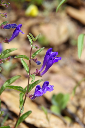 narrowleaf skullcap (Scutellaria angustifolia)