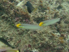 Valenciennea strigata