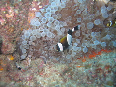 Amphiprion latezonatus