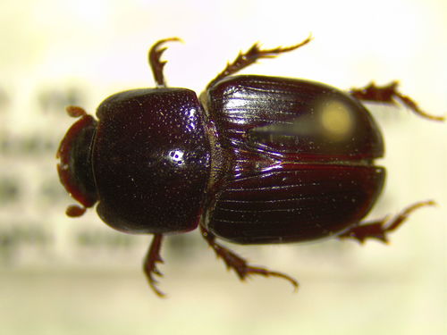 Chubby Small Dung Beetle