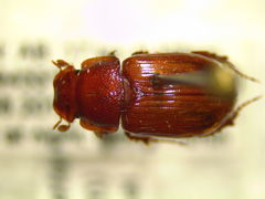 Cryptoscatomaseter criddlei
