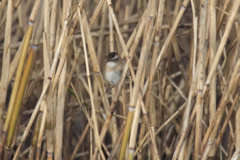 Acrocephalus melanopogon