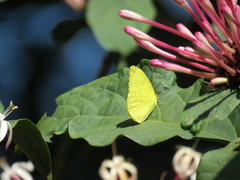 Eurema andersoni