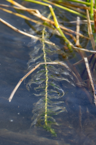 Potamogeton praelongus iNat (1)