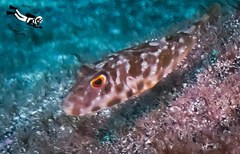 Sphoeroides marmoratus