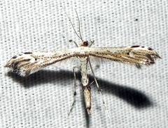Oidaematophorus