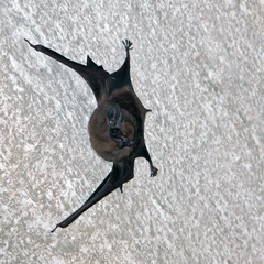 Peropteryx