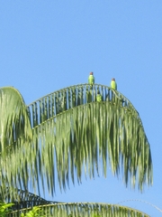 Psittacula longicauda