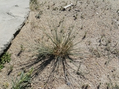 Cyperus conglomeratus