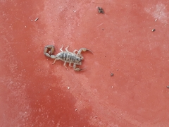 Centruroides lucidus