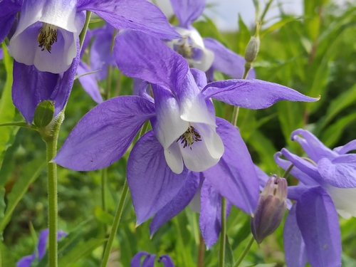 Image of Aquilegia olympica by (c) KAnatoliy, some rights reserved (CC BY)