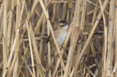 Acrocephalus melanopogon