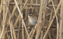 Acrocephalus melanopogon