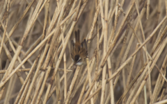 Acrocephalus melanopogon