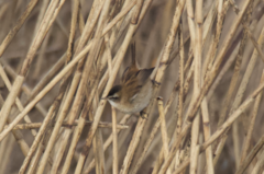 Acrocephalus melanopogon