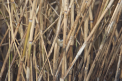 Acrocephalus melanopogon