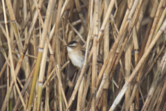 Acrocephalus melanopogon