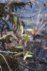 Leucothoe