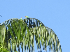 Psittacula longicauda