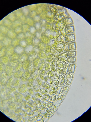 Image of Nardia scalaris by (c) Helen Waterman, some rights reserved (CC BY)