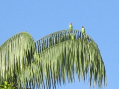 Psittacula longicauda