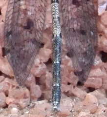 Austroleon immitis