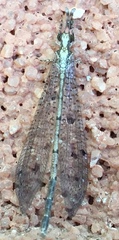 Austroleon immitis