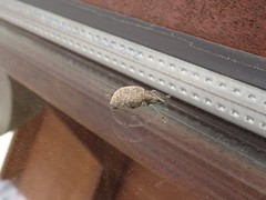 Liophloeus tessulatus