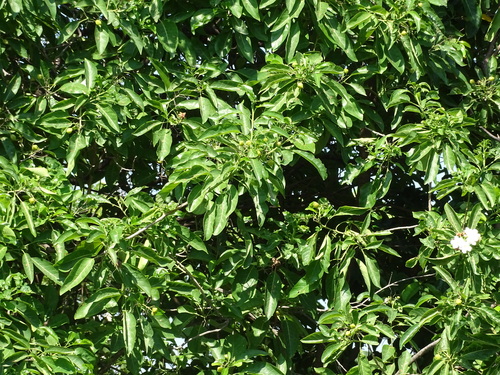 Bourreria huanita