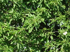 Bourreria huanita