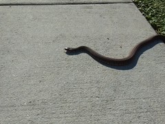 Nerodia fasciata × clarkii