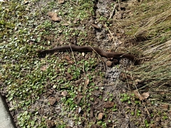 Nerodia fasciata × clarkii
