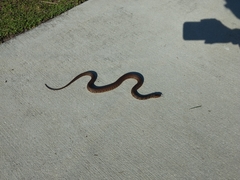 Nerodia fasciata × clarkii