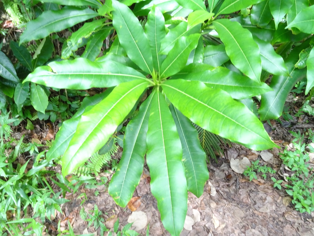 Rauvolfioideae from Etty Bay QLD 4858, Australia on February 12, 2023