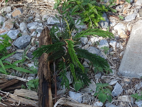 Image of Vachellia cornigera by (c) Alexis López Hernández, some rights reserved (CC BY)